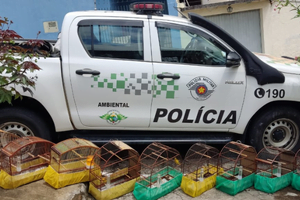 Polícia Ambiental resgata nove aves silvestres