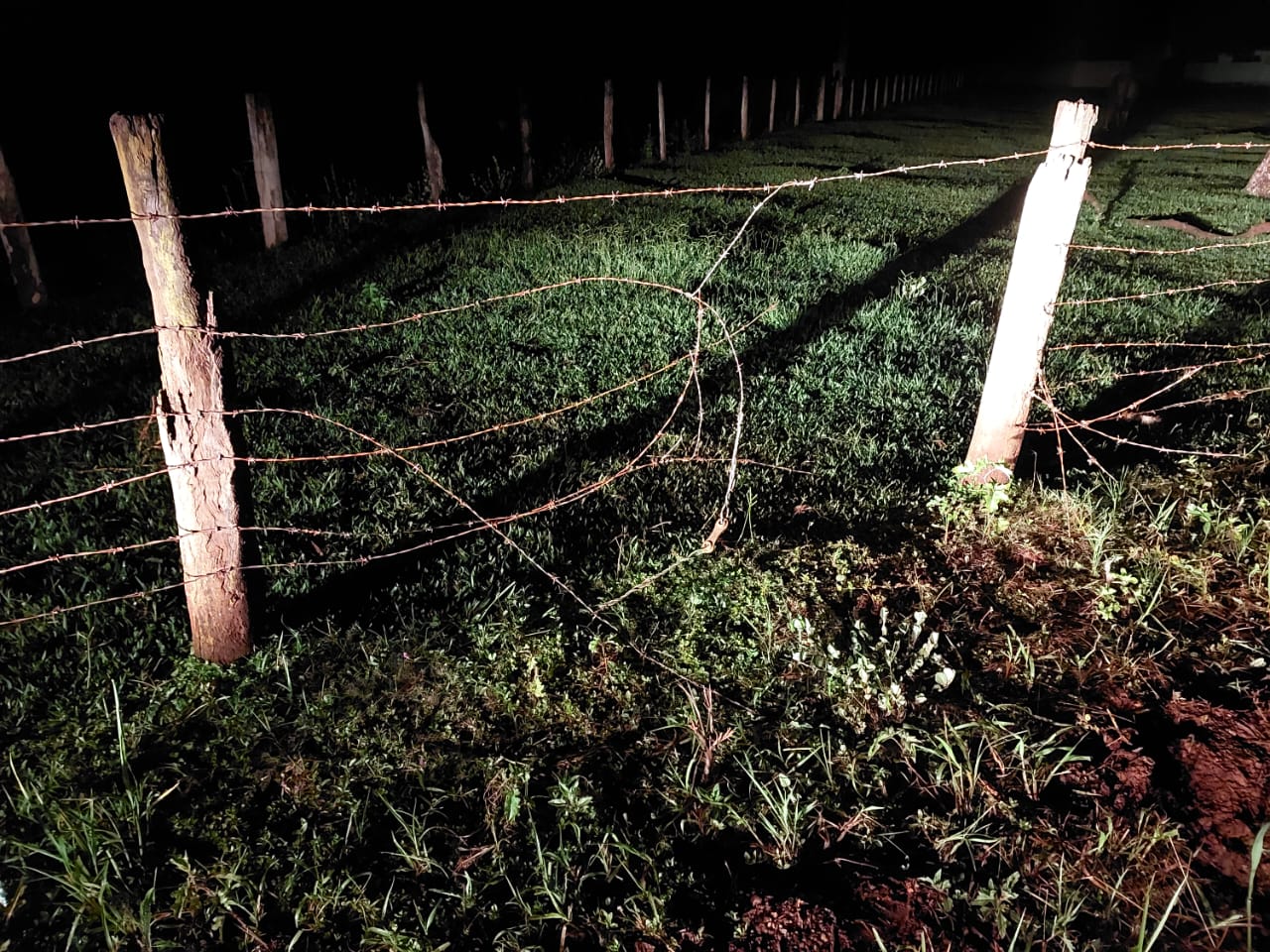 Deu bode: Polícia prende três homens acusados de roubar um animal na região