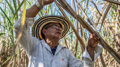 Aposentadoria especial no corte de cana