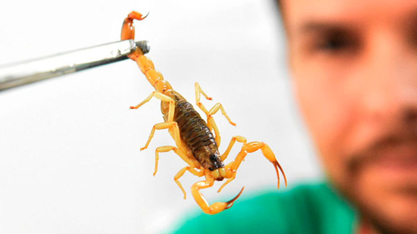 Aluno de escola municipal encontra escorpião na calça em Taubaté