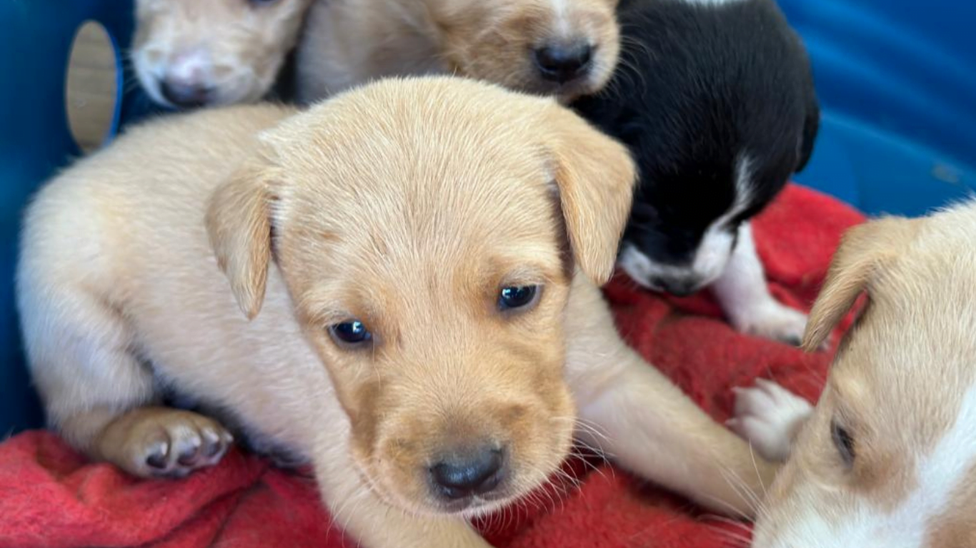 Praça Santa Terezinha recebe feira de adoção pet