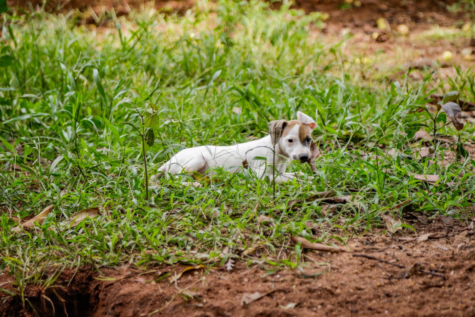 Castração gratuita de animais tem cadastro aberto neste sábado (4)