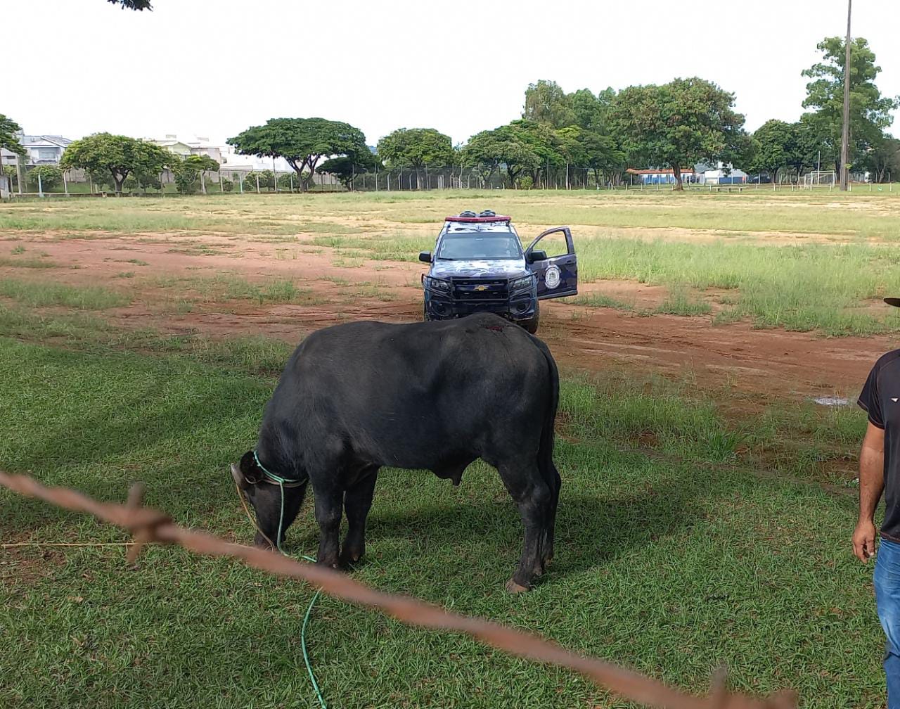 Búfalo solto assusta moradores de Mogi Guaçu