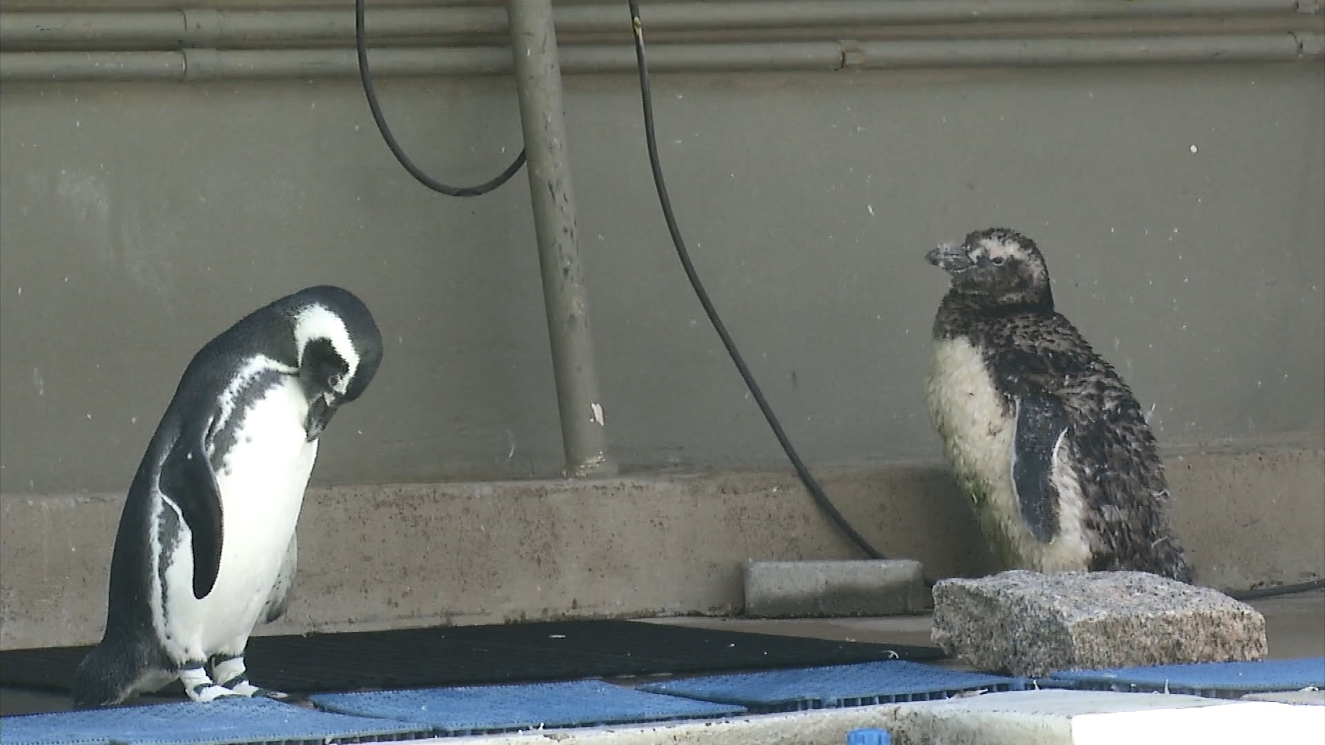 VT_INCIDENCIA_ANIMAIS MARINHOS.mp4_snapshot_00.02.902