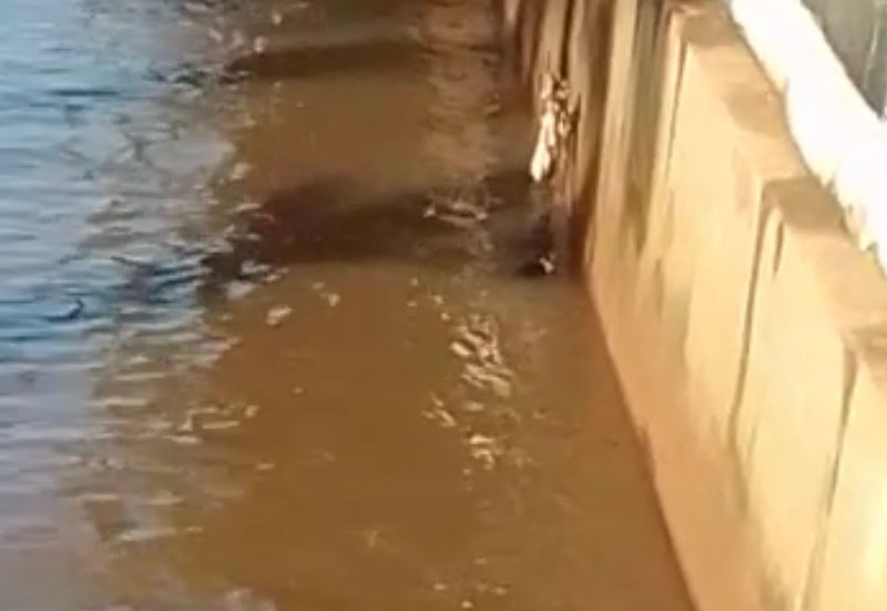 Vídeo | Gato desaparece ao cair em córrego do Centro de Ribeirão Preto