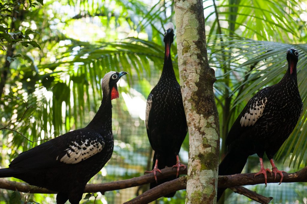 Aves de 80 espécies podem ter desaparecido de áreas de preservação em SP