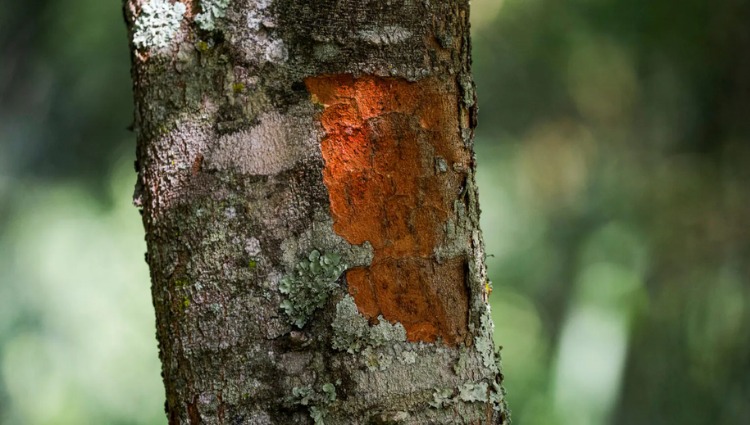 Dia do Pau-Brasil: veja curiosidades sobre a árvore brasileira