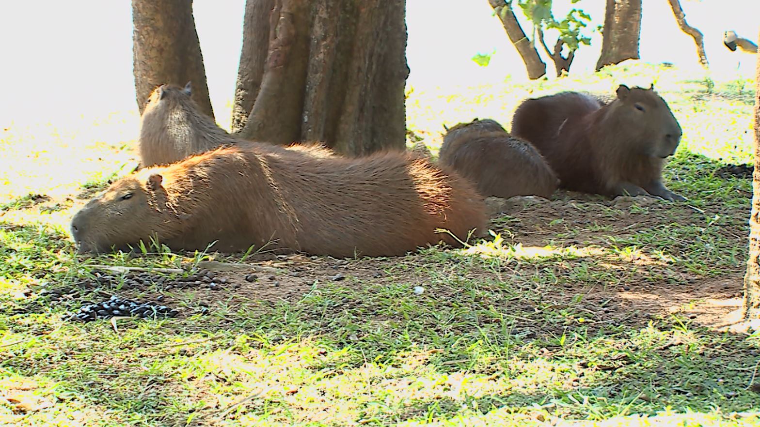 FOTO CAPIVARA