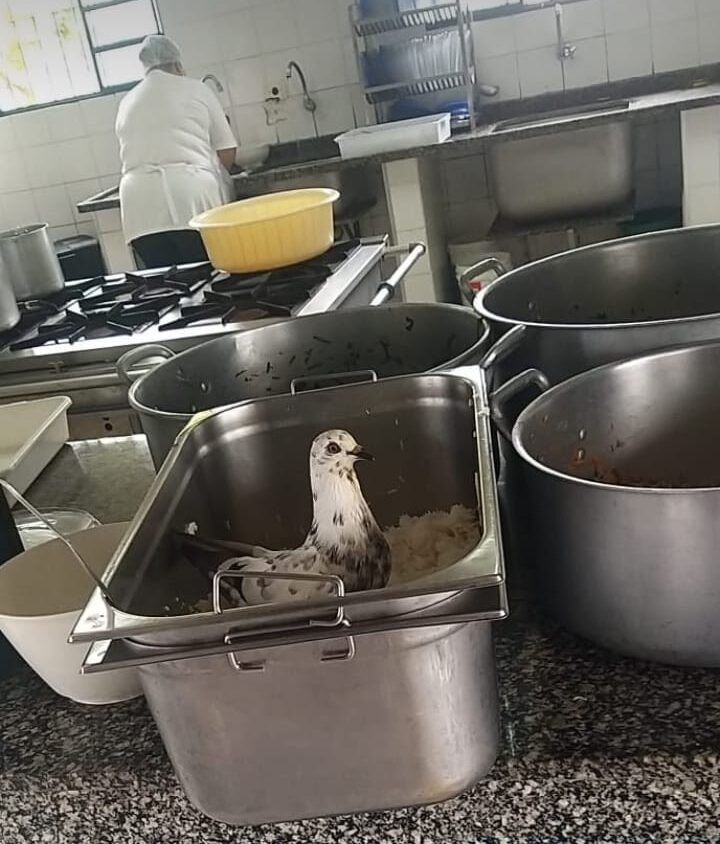 Escola de Caraguá notificada pela presença de pombos em merenda