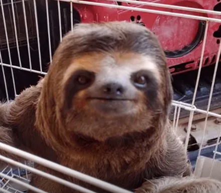 Alerta de fofura: PM Ambiental cede fotos de bicho-preguiça resgatado em Paraibuna