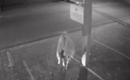 Suposto “fantasma” é flagrado tentando roubar uma placa no centro de Bertioga