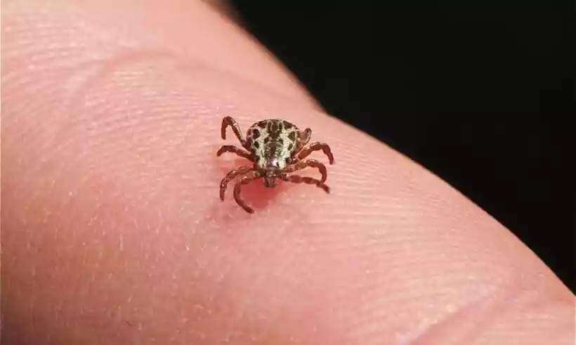 Campinas investiga sexto caso de febre maculosa após festas e shows em fazenda