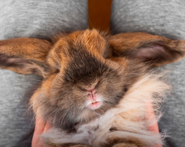 Coelhos no Vale Demais: conheça mais sobre a cunicultura