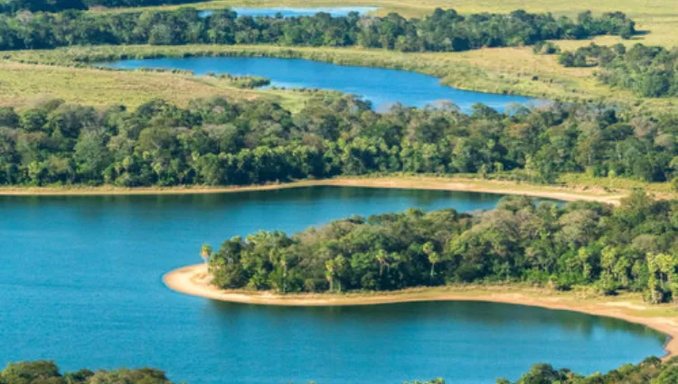 Dia Mundial do Meio Ambiente: 24 músicas para refletir