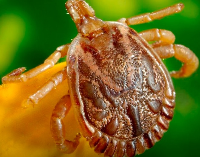 Febre maculosa: o que você precisa saber? Hora do Vale traz veterinário para tirar dúvidas sobre a doença