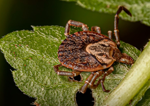 Febre maculosa: o que é, como se propaga e como se proteger