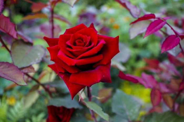 Veja alternativas à rosa vermelha para o Dia dos Namorados