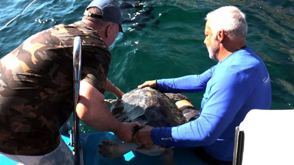 Tartarugas resgatadas no Litoral de SP são devolvidas ao mar