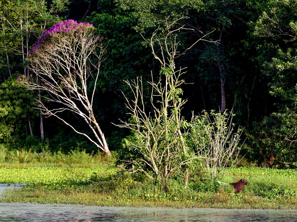 Campinas estuda esterilização de capivaras após casos de febre maculosa
