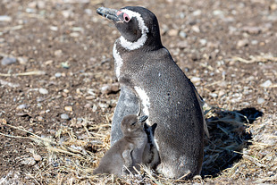 Pinguim-de-magalhães é encontrado na orla de Praia Grande