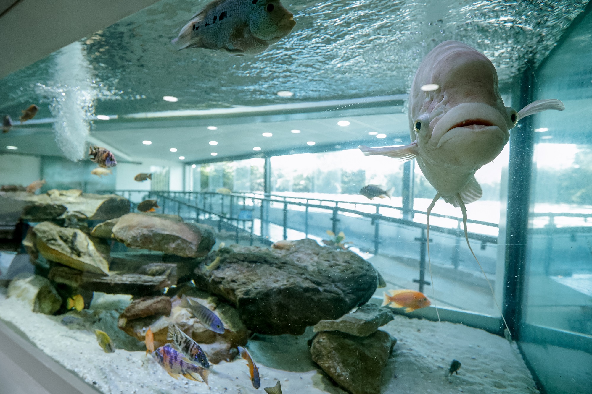 Aquário Municipal de Piracicaba é reaberto hoje (14/07)