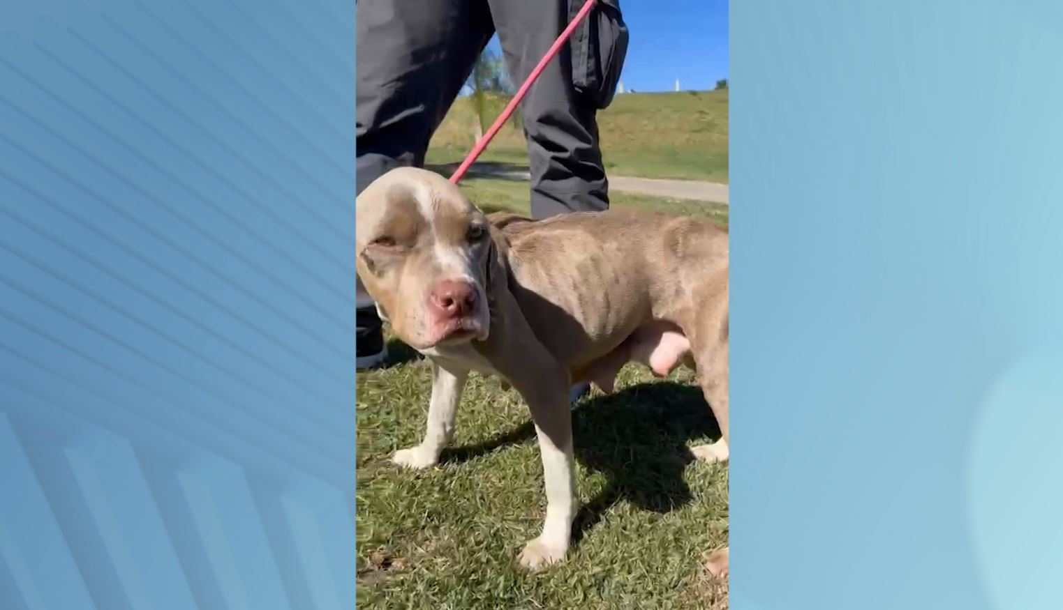 Dois Pitbulls são resgatados em situação de maus tratos em Campinas