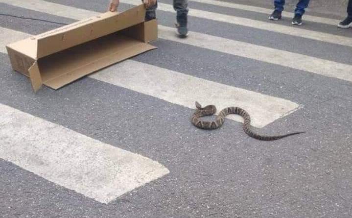 Jararaca é vista em frente ao Mercadão de Caçapava