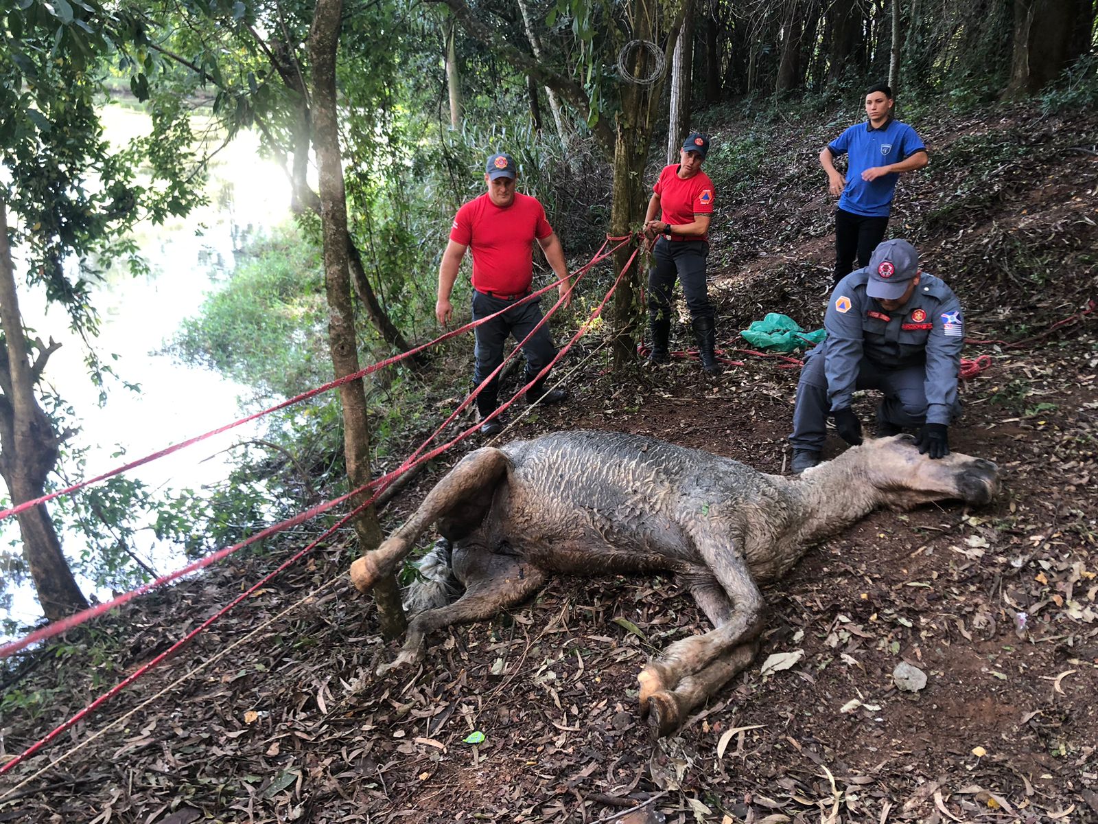 Cavalo é resgatado pela Defesa Civil após invadir empresa em Itapira