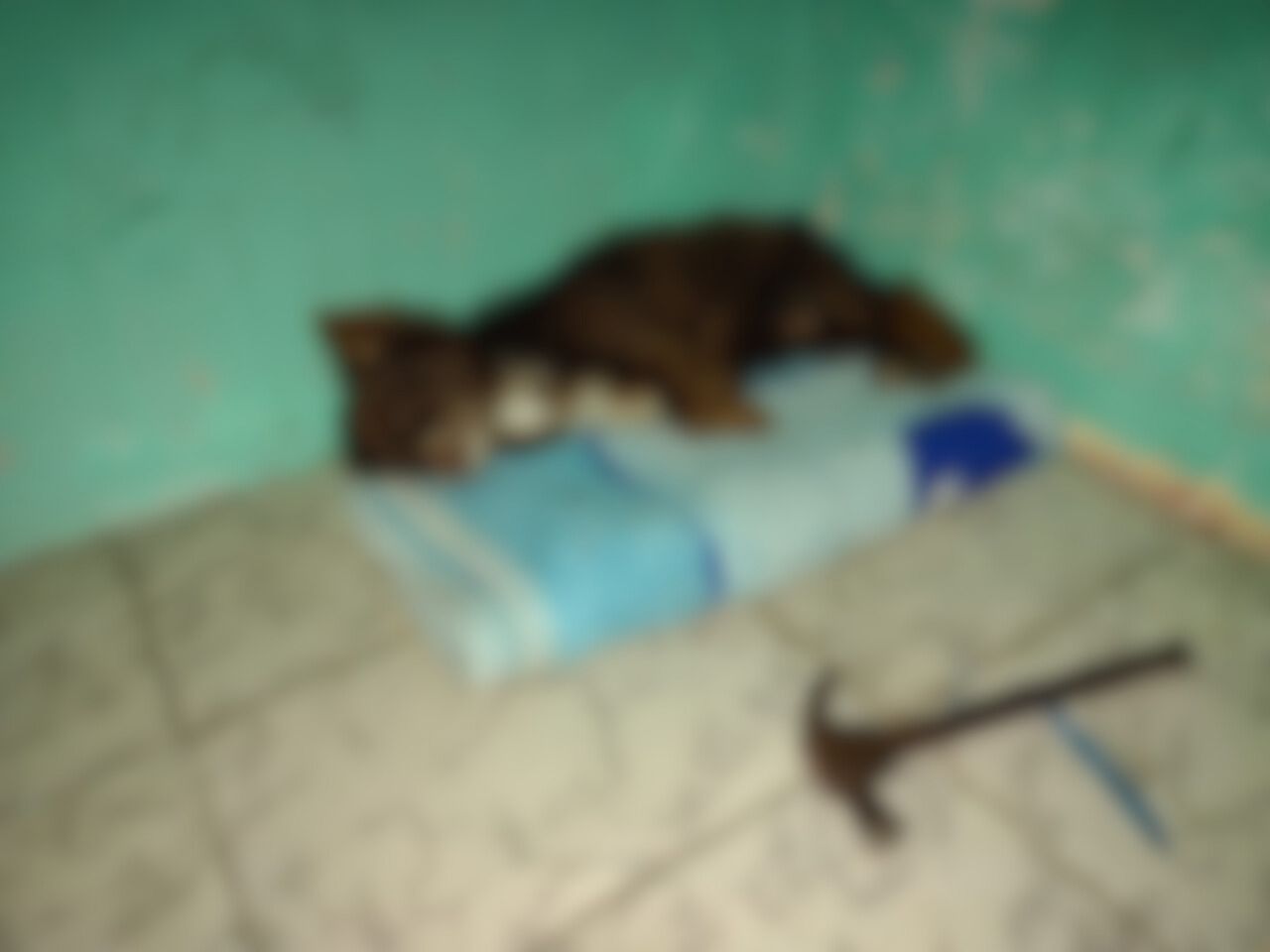 Justiça solta homem que matou cachorro a marteladas em Guará