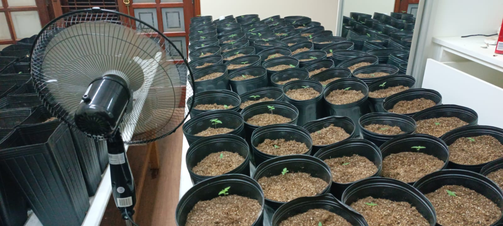 Polícia descobre estufa com mais de 300 vasos de maconha em casa de Rio Claro