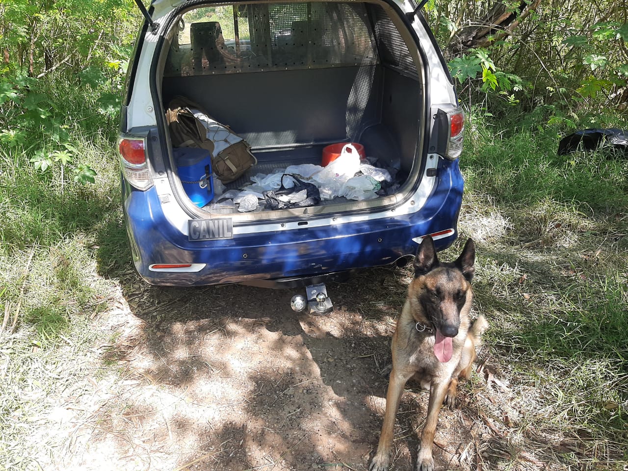 Cão Eros da Guarda Civil de Atibaia encontra drogas escondidas em área de mata