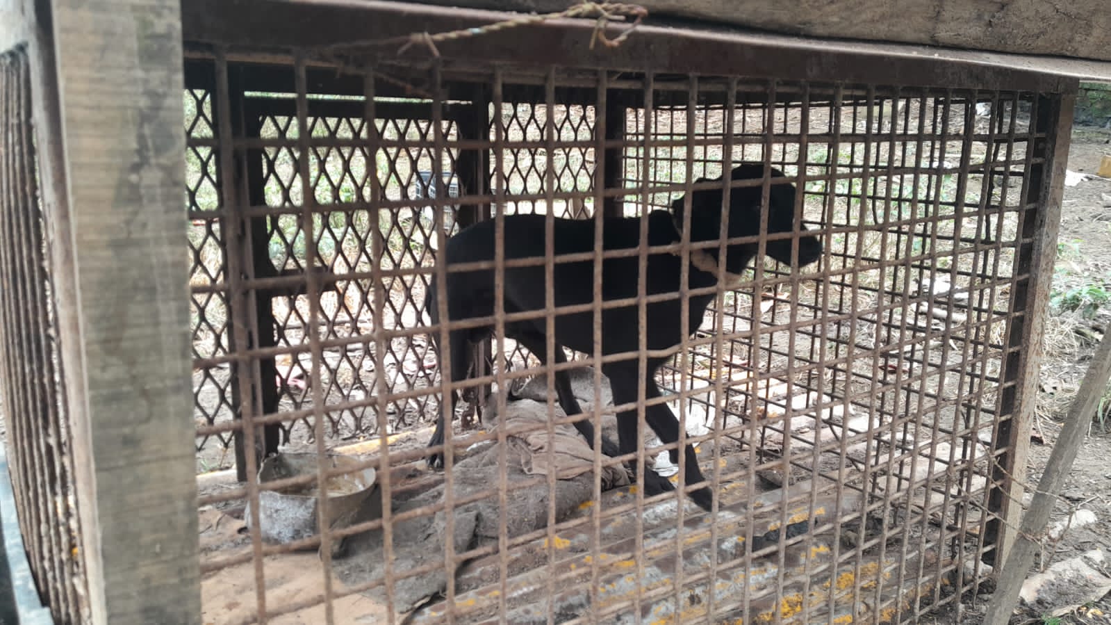 Seis cachorros são resgatados em situação de maus-tratos em Cruzeiro