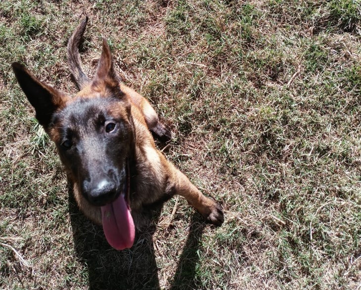 Guarda Municipal de Campinas lança concurso para escolher nome de novo integrante
