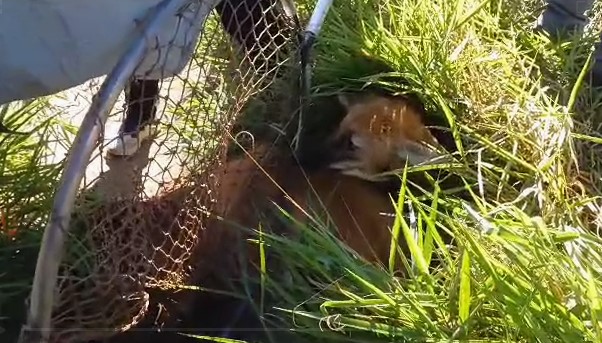 Morre lobo guará atropelado em Jaguariúna