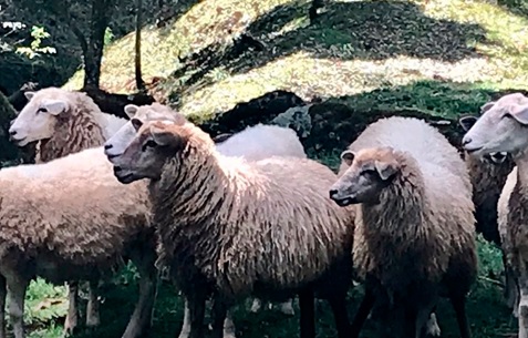 Mãostiqueira: projeto social usa lã antes descartada para fazer peças artesanais