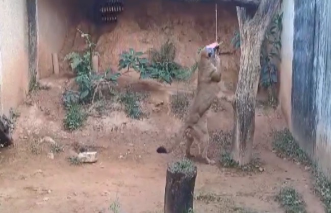 Associação tem programa de apadrinhamento de animais em Jundiaí