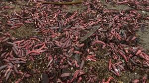 Milhares de ‘peixes-pênis’ são achados em praia da Argentina