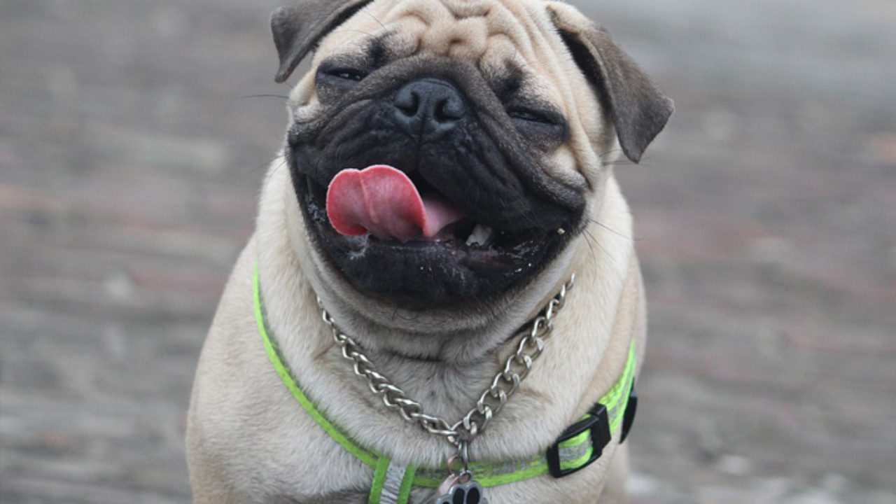pug-1280x720