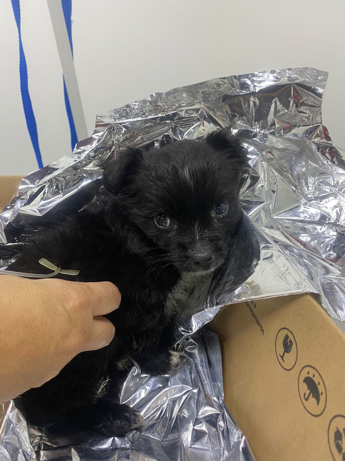 resgata cão