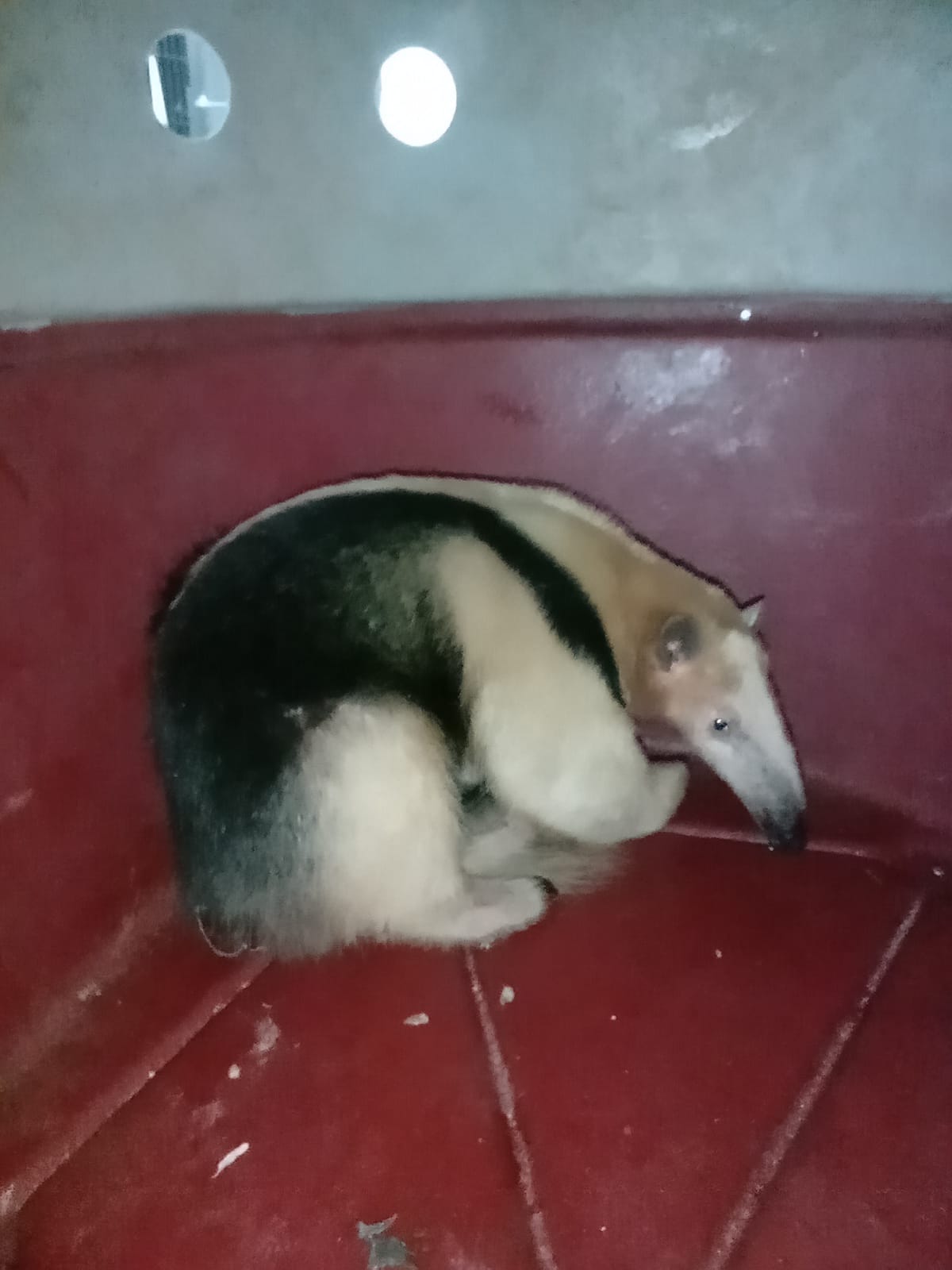 SOS Rural: tamanduá-mirim é resgatado pela Guarda em Piracicaba