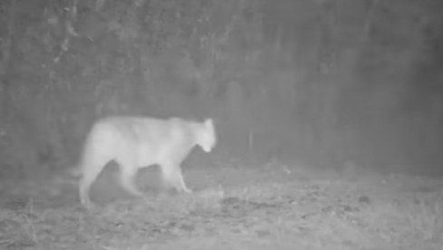 VÍDEO – Onça-parda é flagrada a “passeando” prenha, em parque de Bertioga