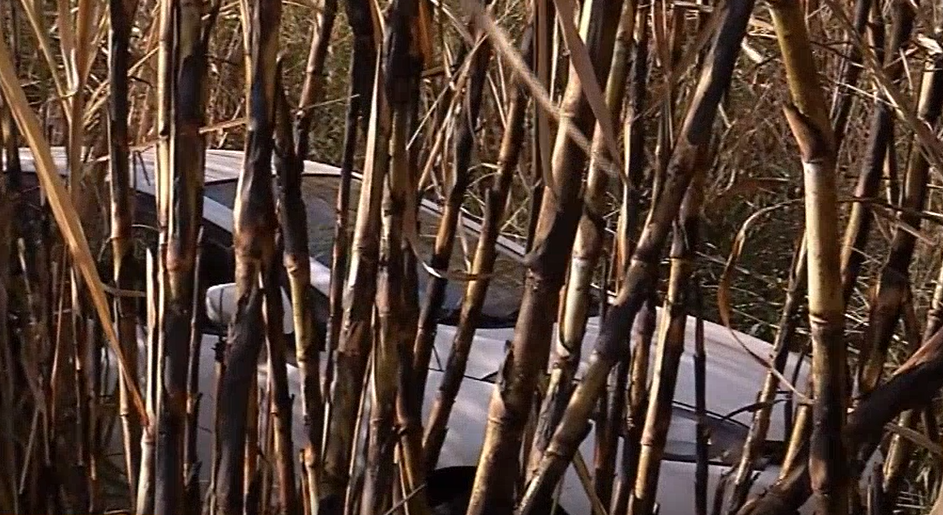 Corpo de mulher é encontrado carbonizado em canavial