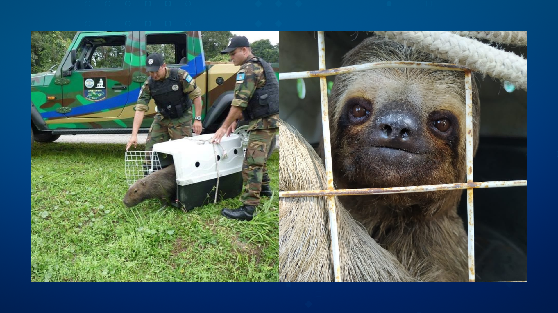 Grupamento Ambiental salva 117 animais em 2023, em Guarujá