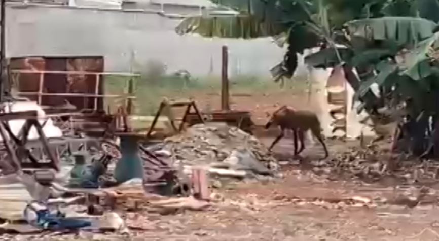 Lobo-guará é resgatado em Paulínia