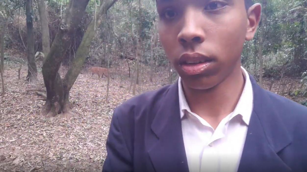 Que susto! Onça parda é vista no meio da cidade em Vinhedo