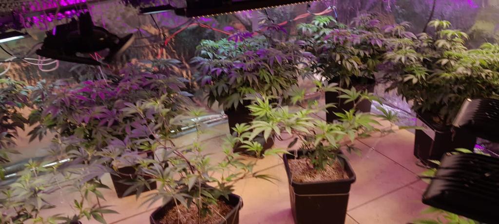 Do sonho ao pesadelo: Cantor que cultivava maconha no Litoral, é preso enquanto dormia