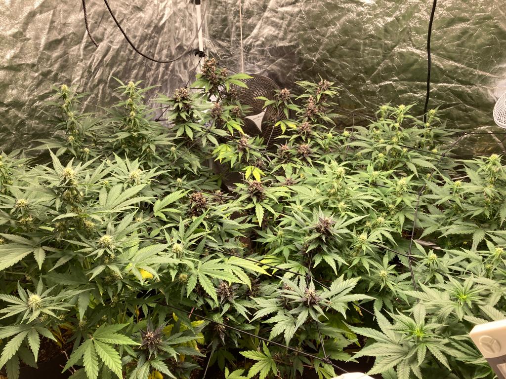 Operação da Polícia flagra plantação com 30 pés de maconha em Taubaté