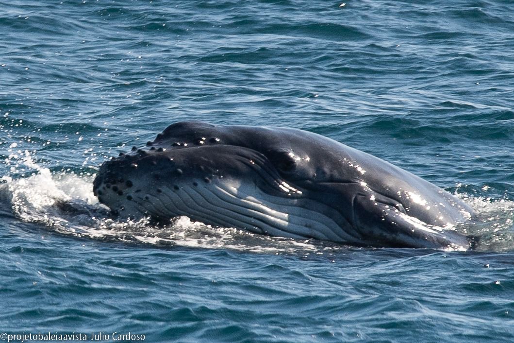 baleias no litoral norte