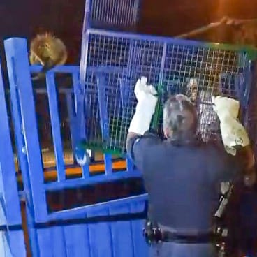 Guarda Municipal resgata ouriço dentro de empresa em Rio Claro