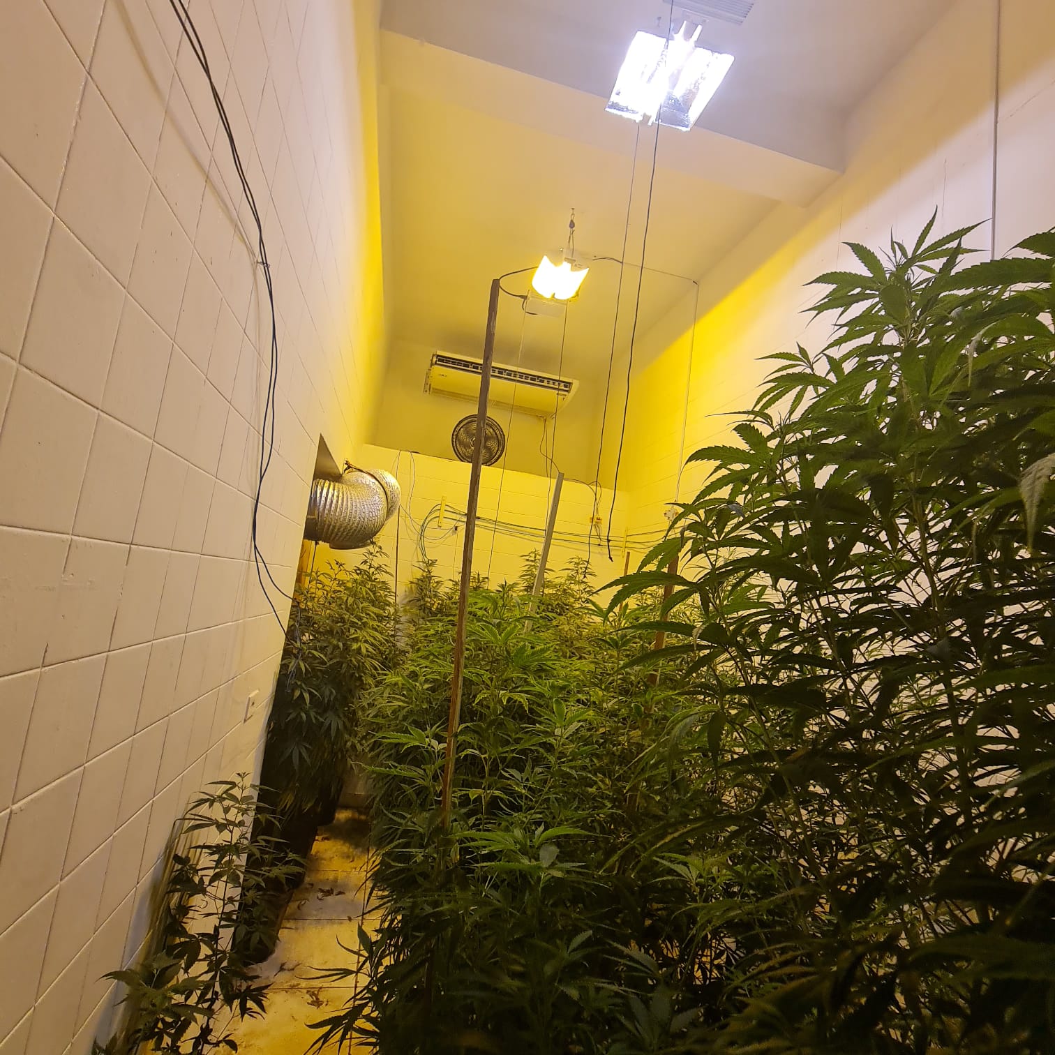 Casa da maconha: Polícia Civil descobre 